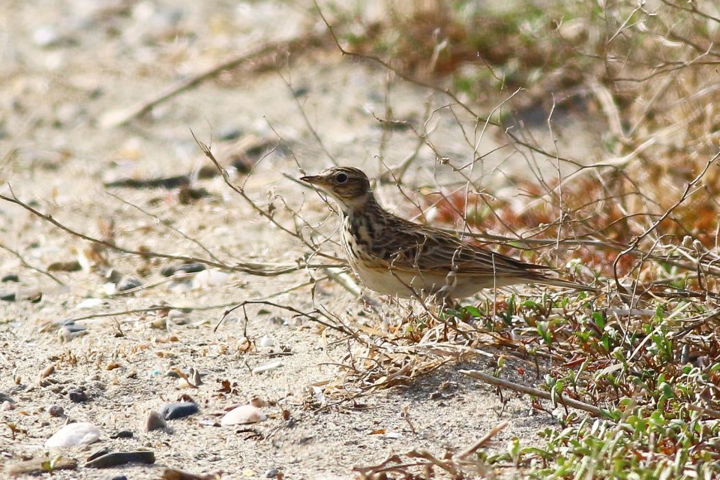 Eurasian Skylark