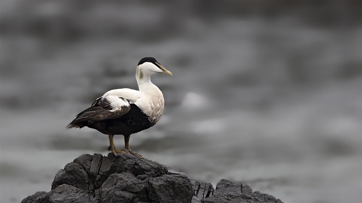 Common Eider