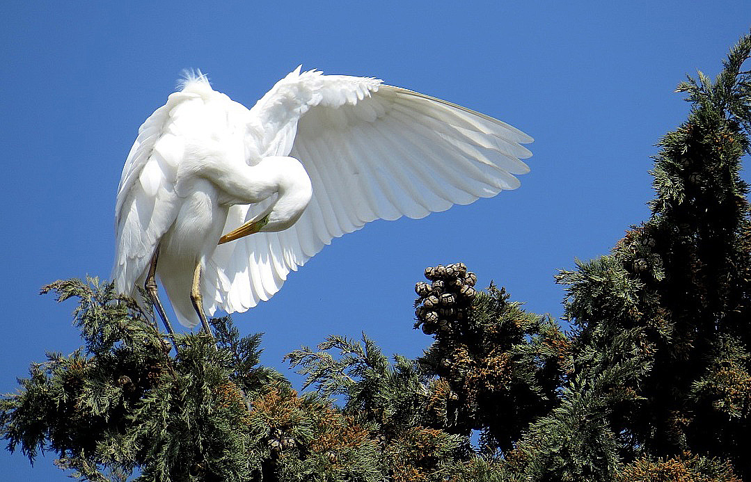 Great Egret