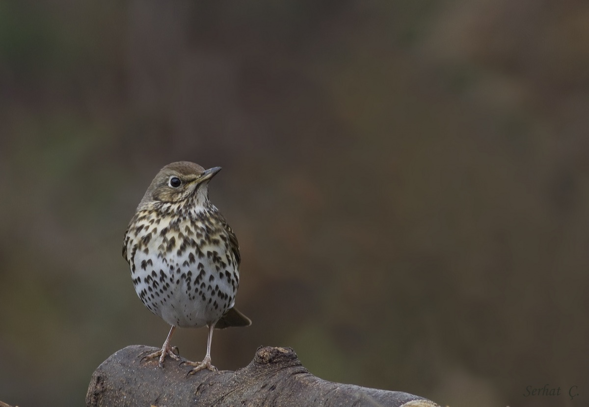 Song Thrush