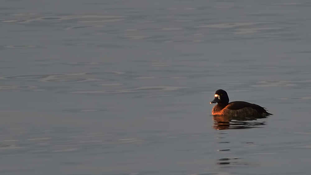 Greater Scaup