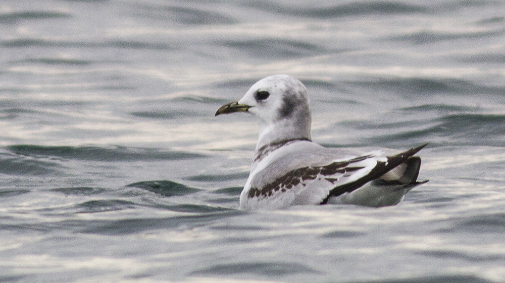 Black-legged Kittiwake