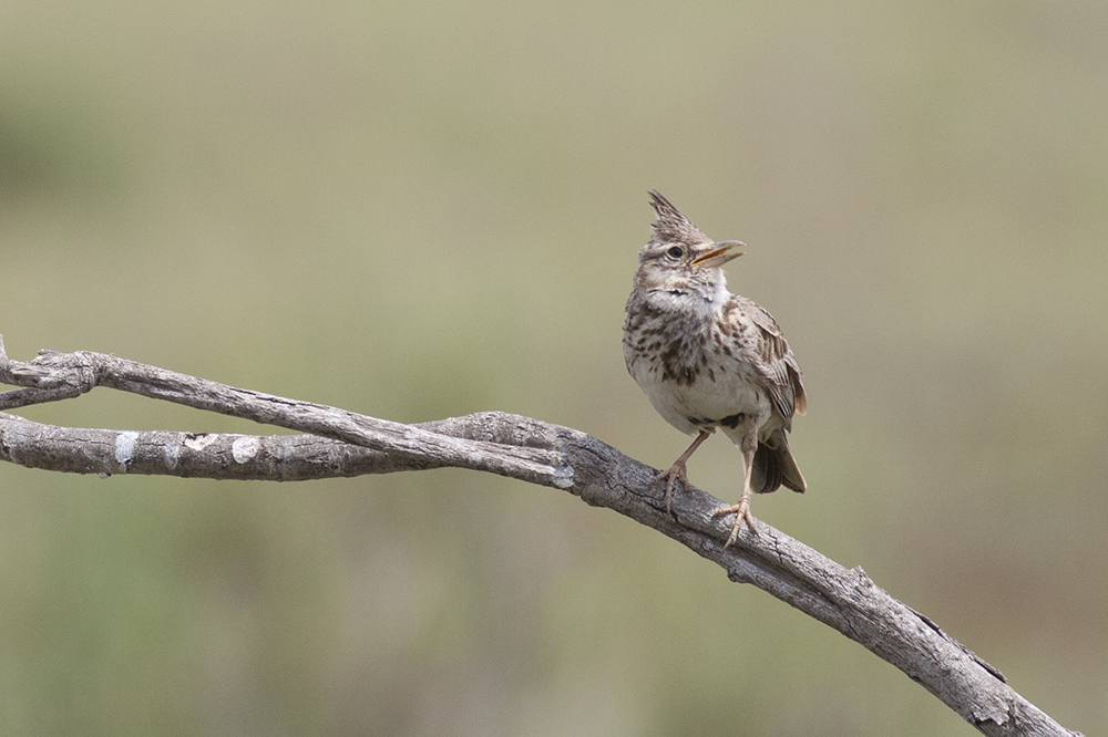 Crested Lark