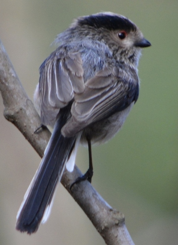 Long-tailed Tit