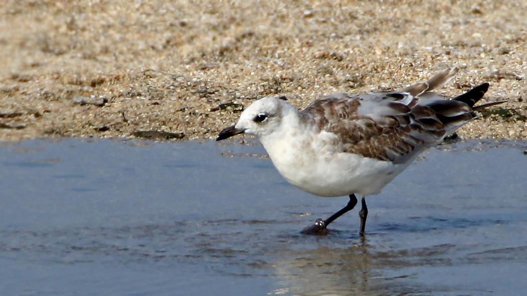 Mediterranean Gull