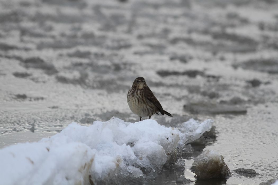 Water Pipit