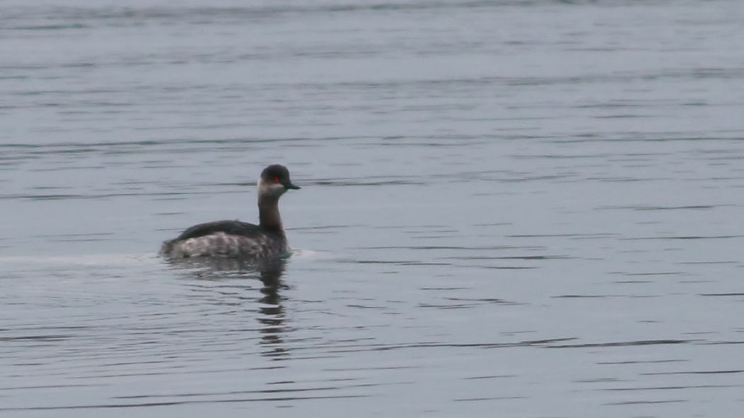Black-necked Grebe