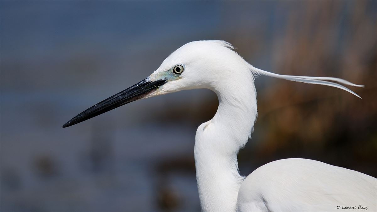 Little Egret