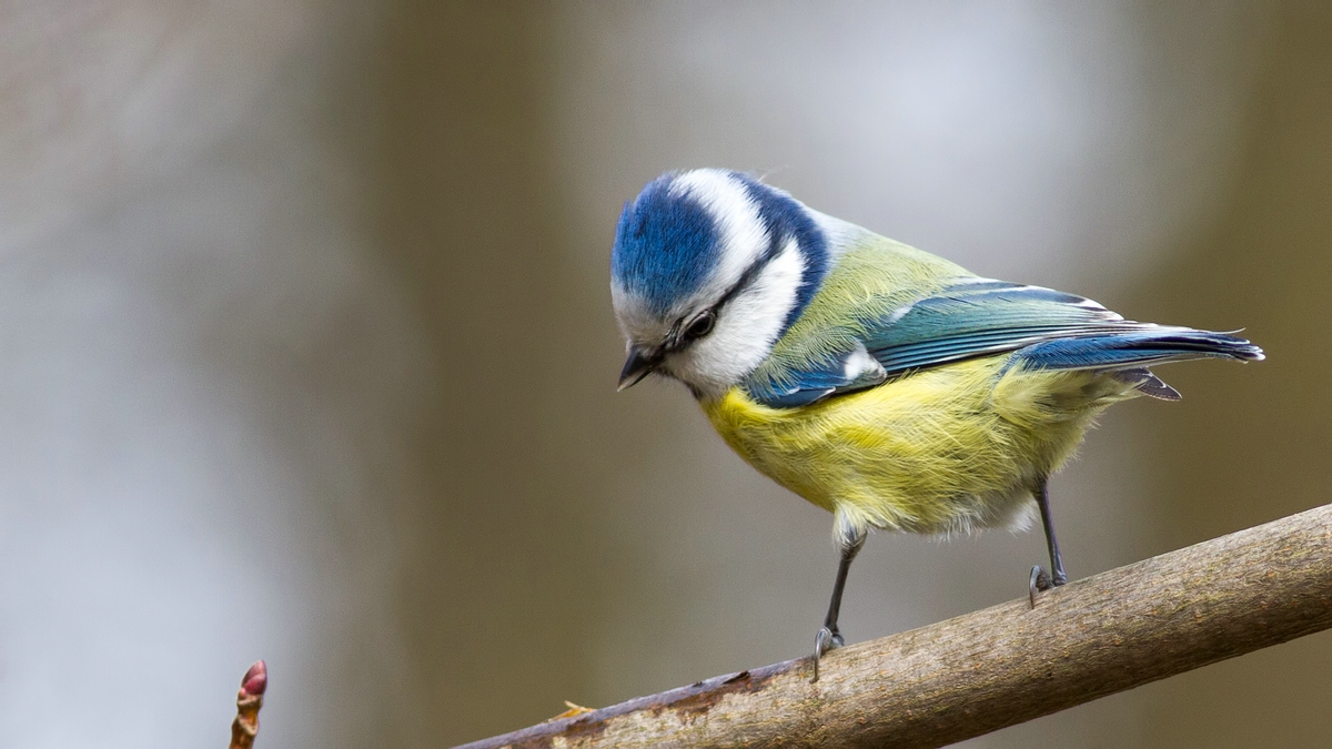 Eurasian Blue Tit