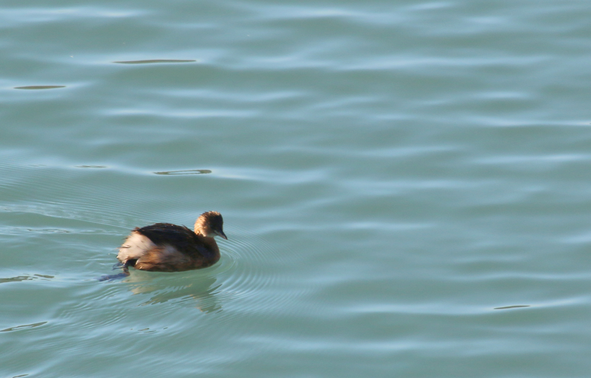 Little Grebe