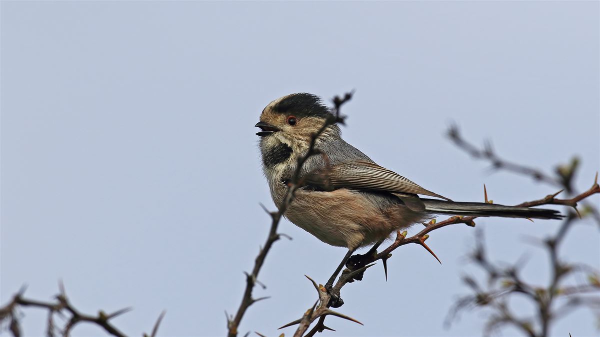 Long-tailed Tit