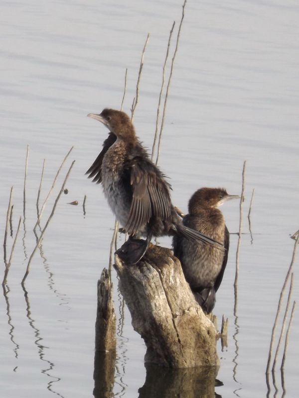 Pygmy Cormorant