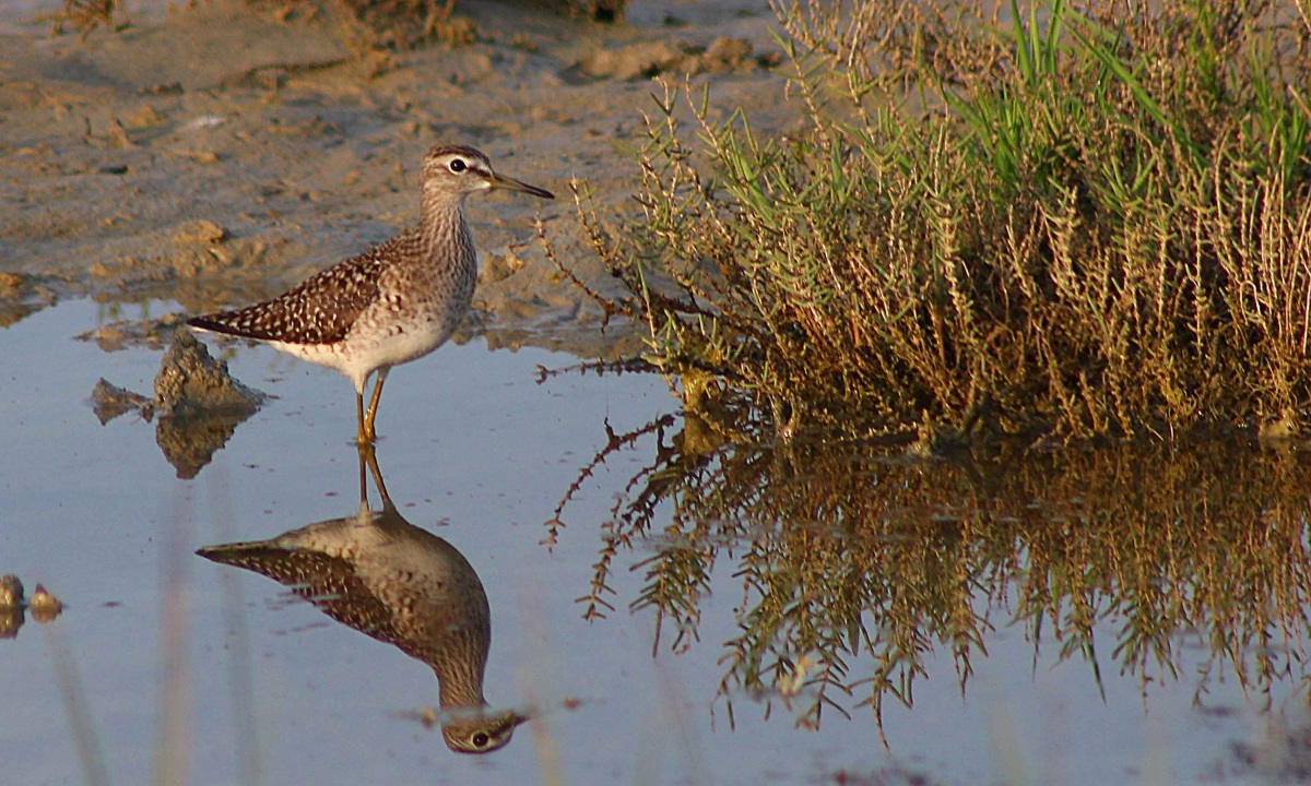 Wood Sandpiper