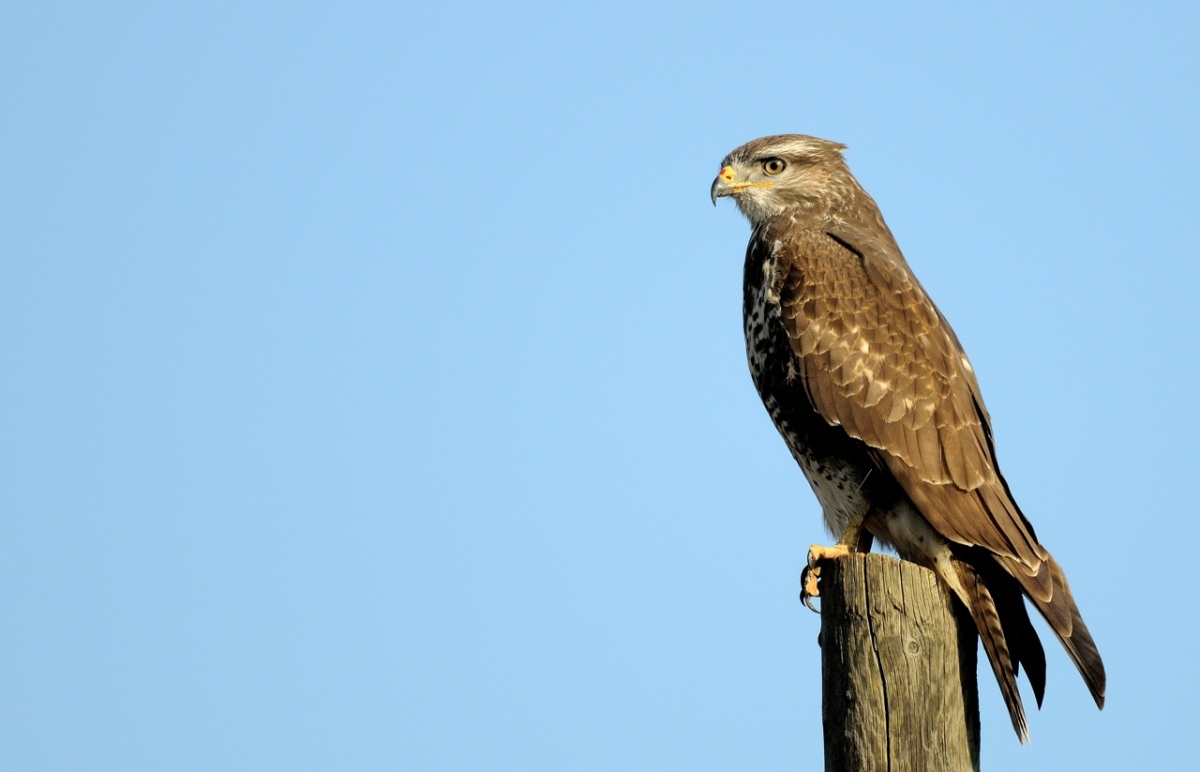 Common Buzzard