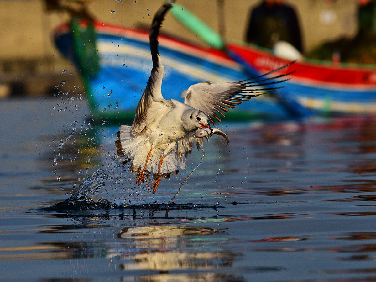 Black-headed Gull