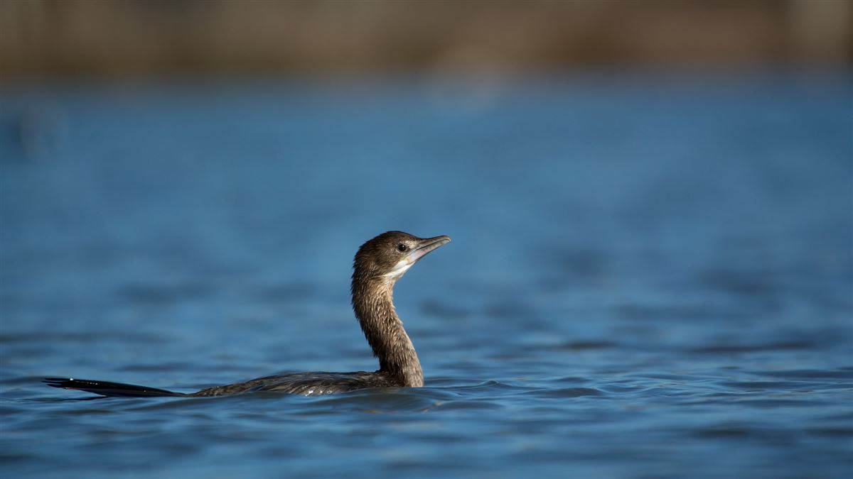 Pygmy Cormorant