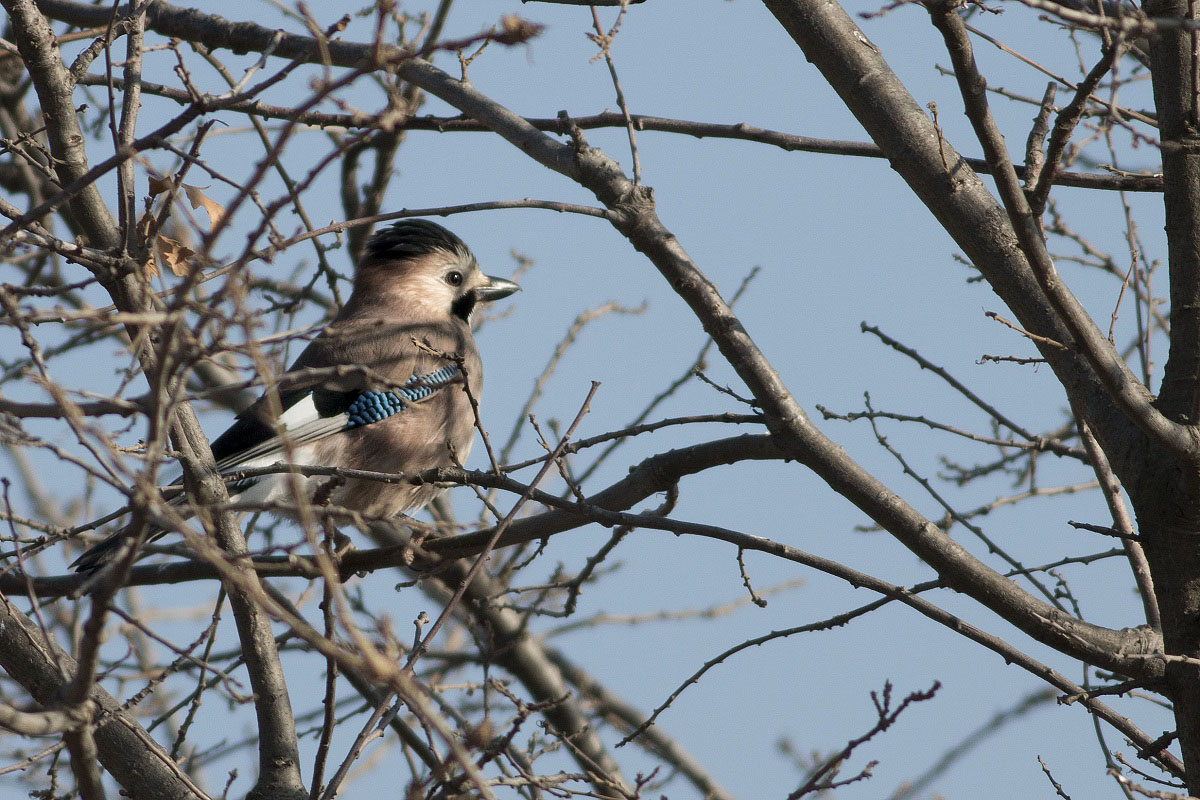 Eurasian Jay