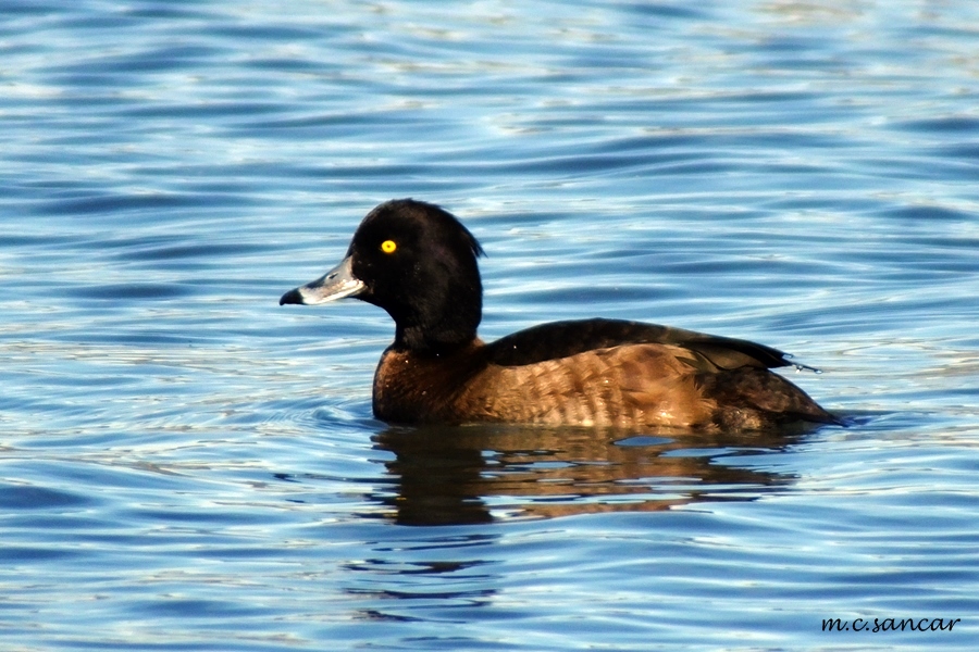 Tufted Duck