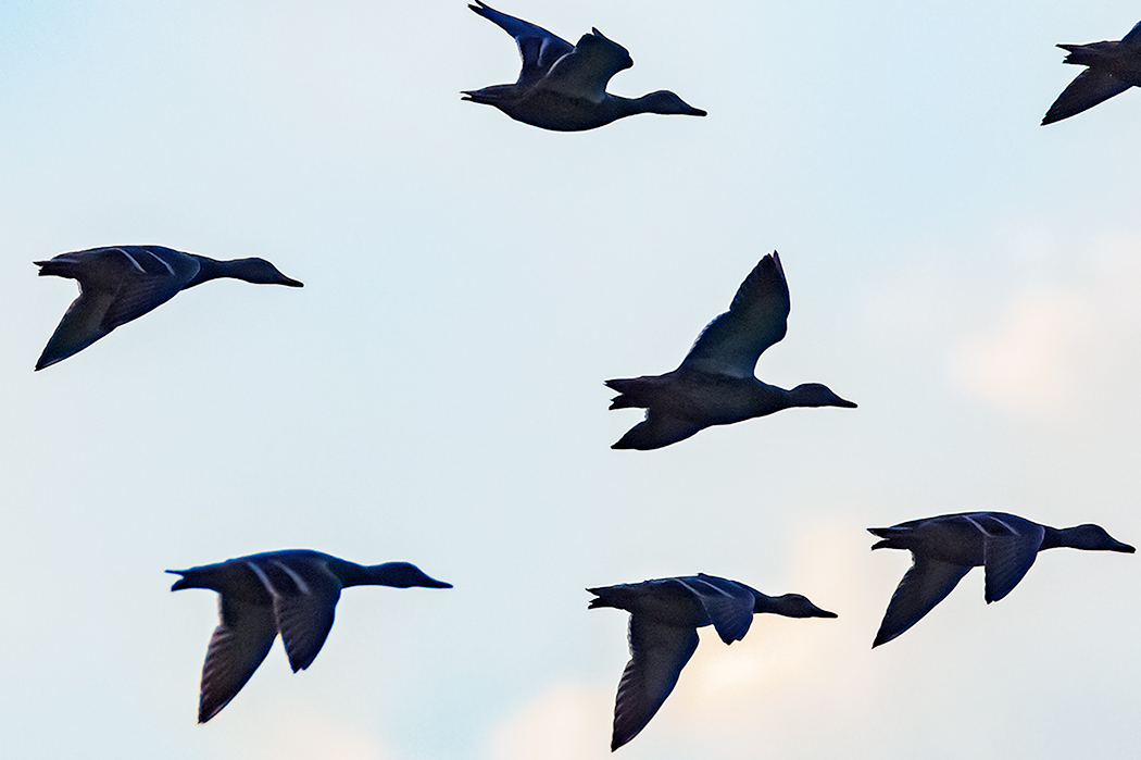 Mallard