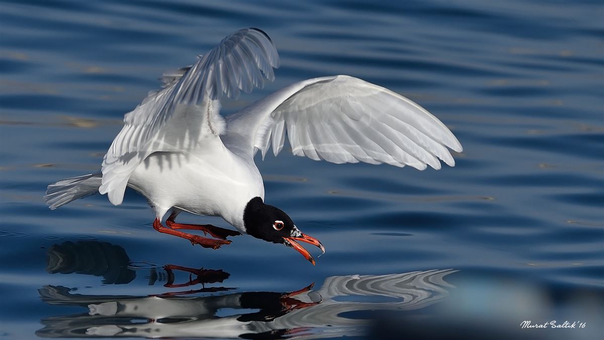 Mediterranean Gull