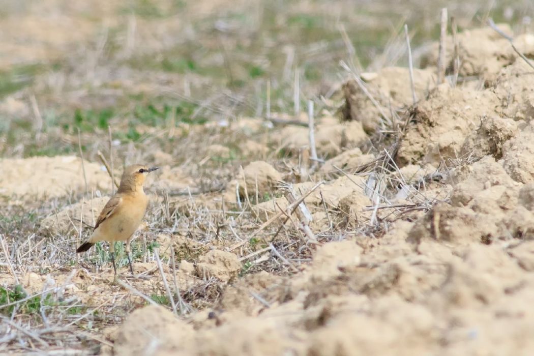 Isabelline Wheatear