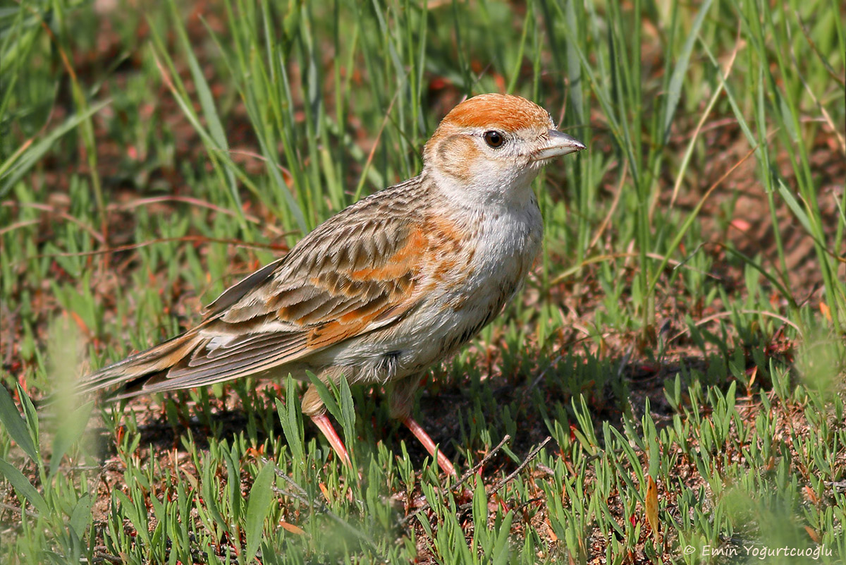 White-winged Lark
