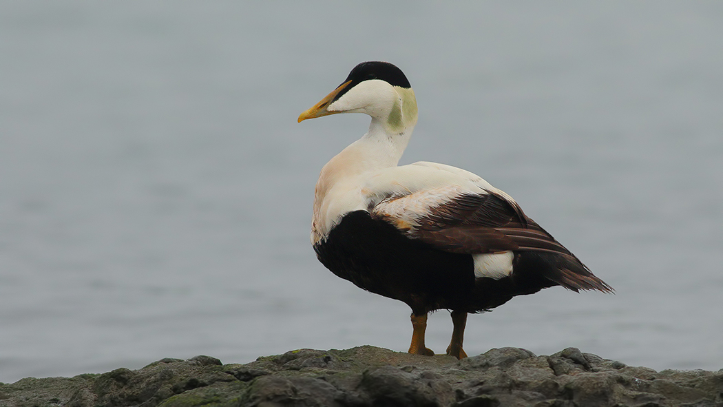 Common Eider
