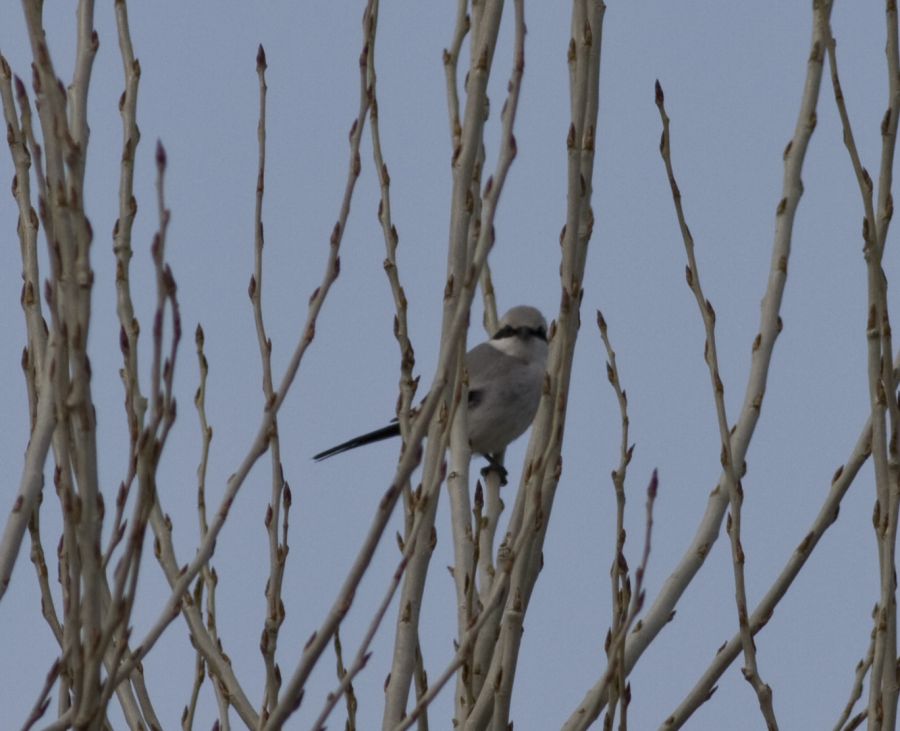 Great Grey Shrike
