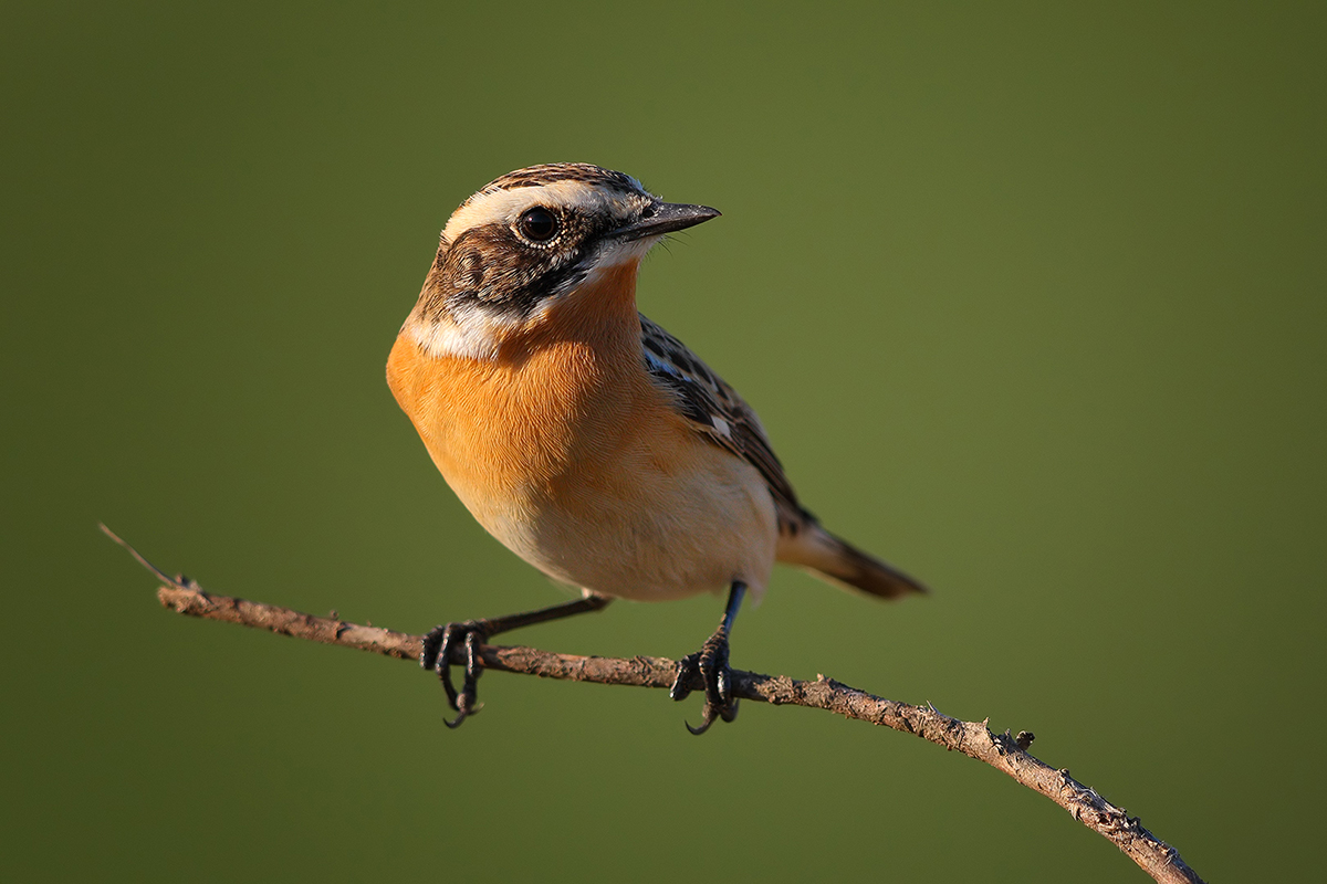 Whinchat