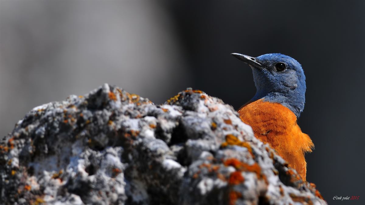 Common Rock Thrush