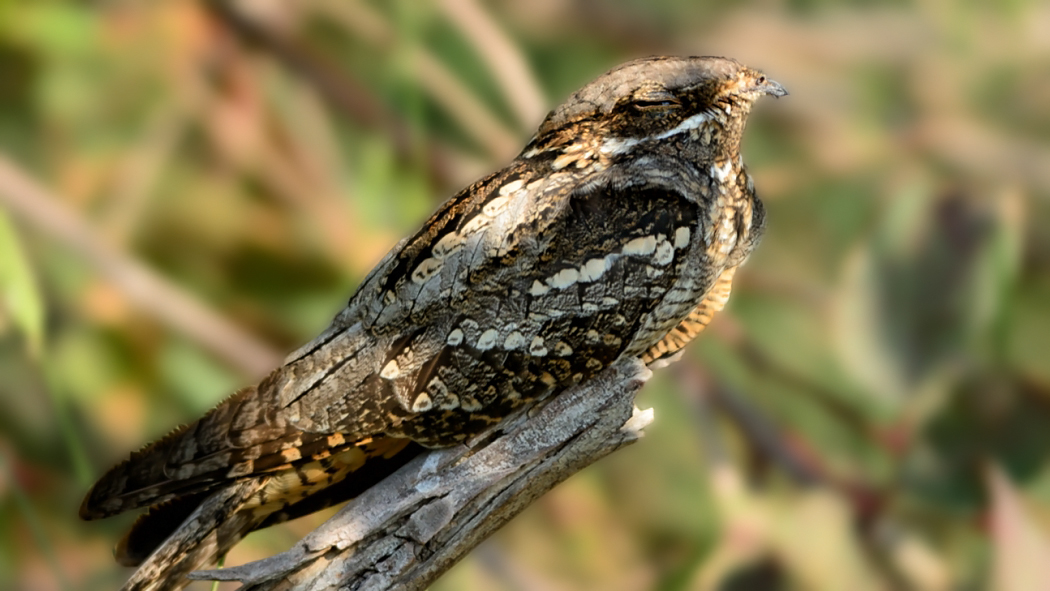 European Nightjar