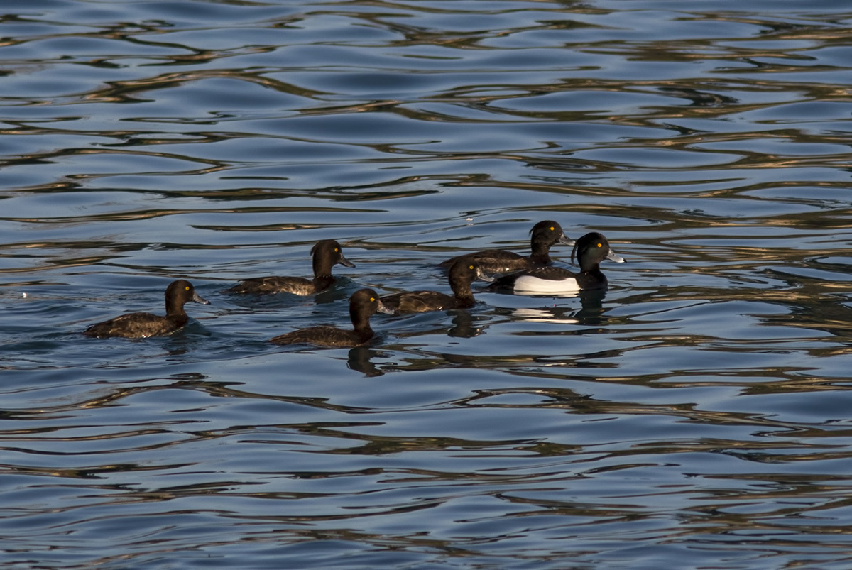 Tufted Duck