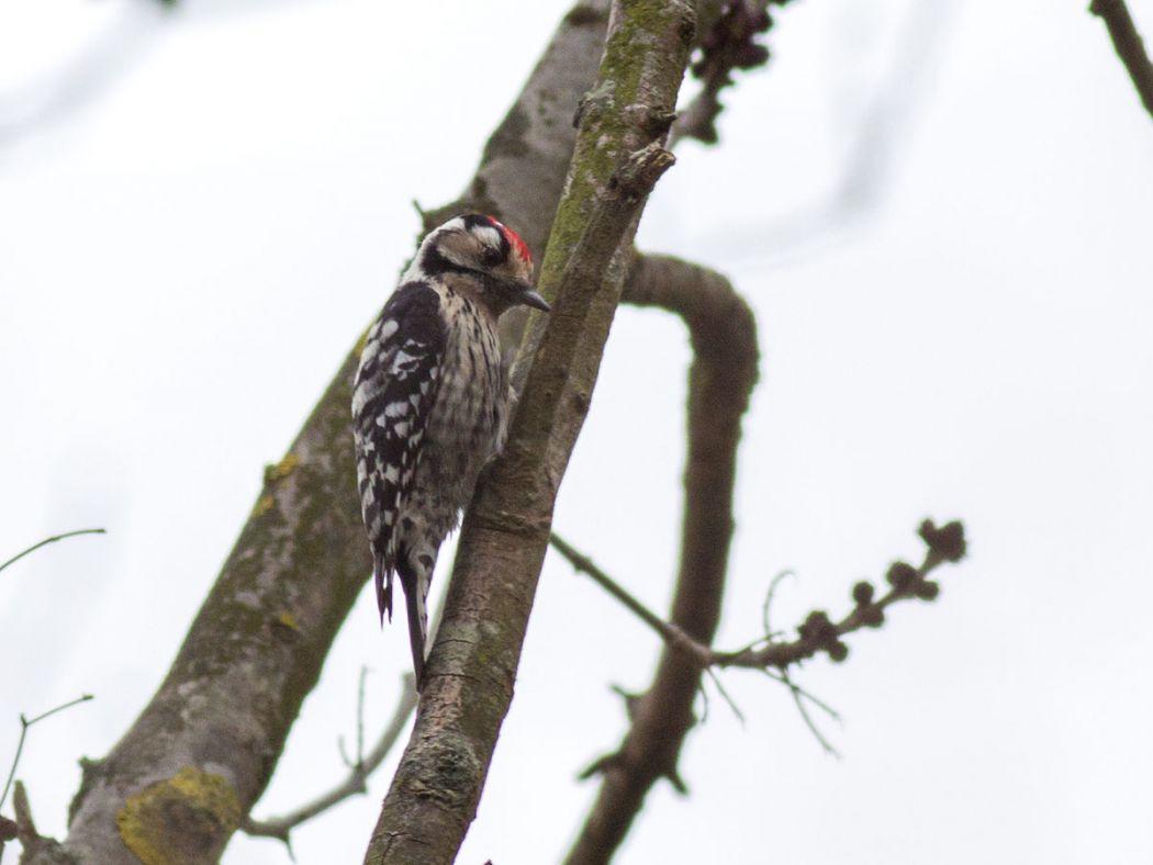 Lesser Spotted Woodpecker