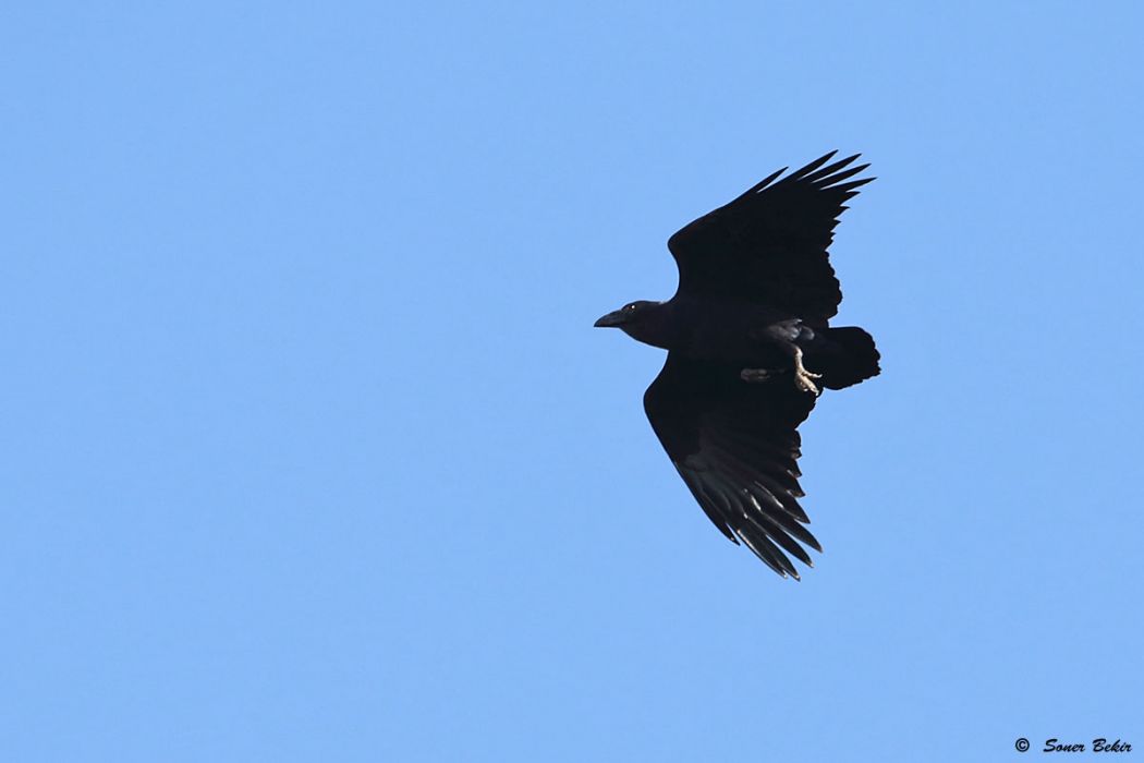Fan-tailed Raven