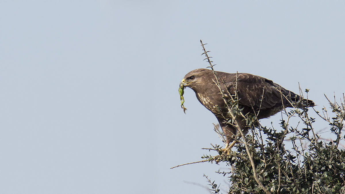 Common Buzzard