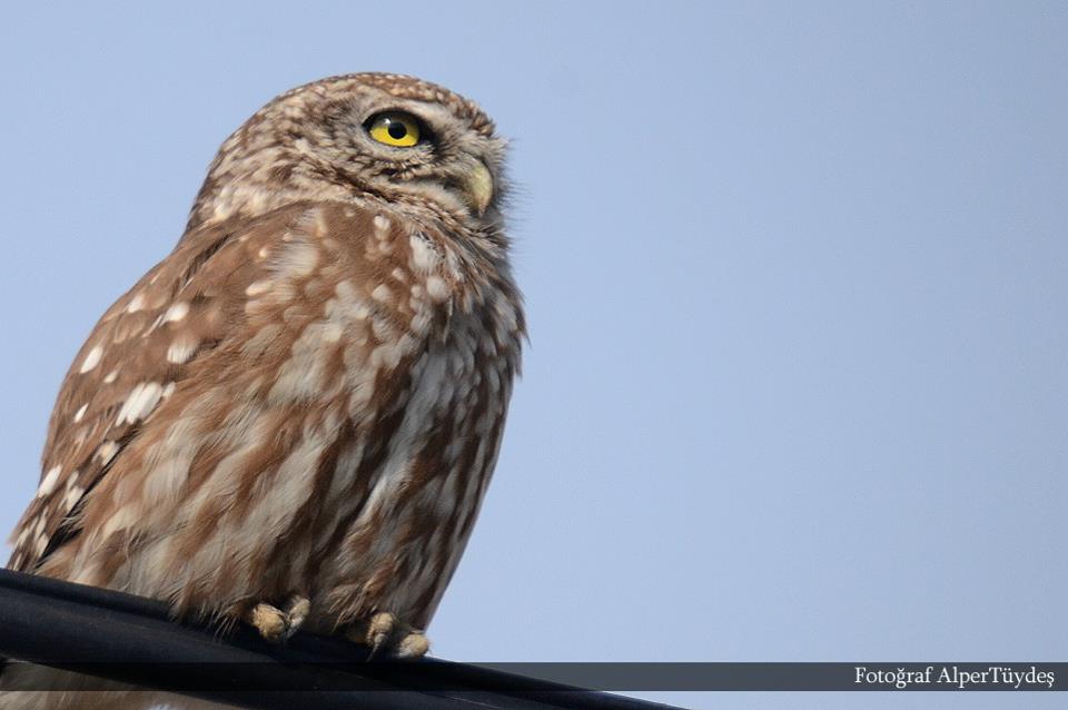 Little Owl