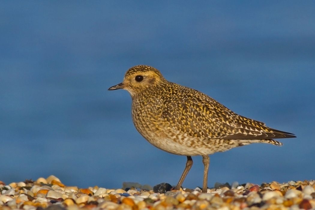European Golden Plover