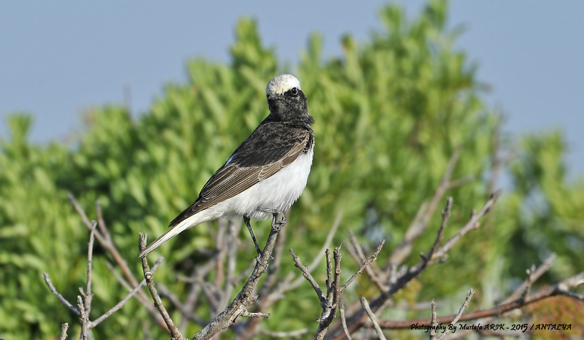 Hooded Wheatear