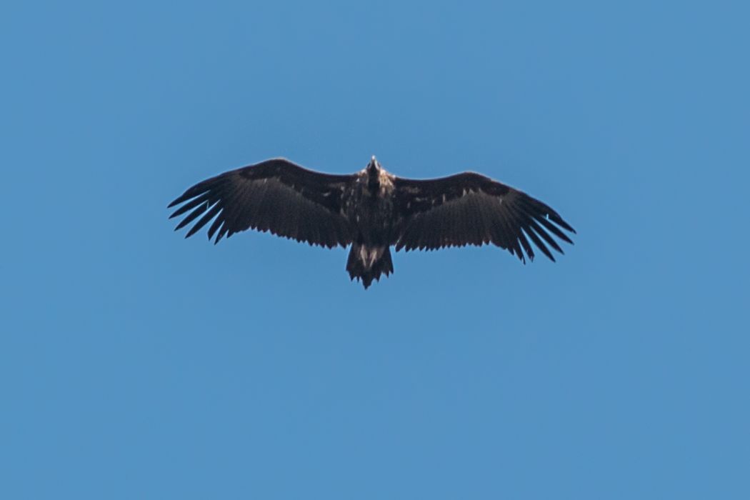 Cinereous Vulture