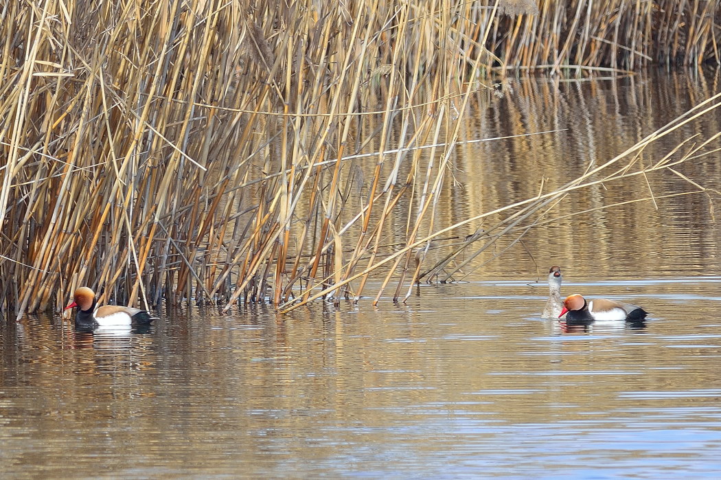 Red-crested Pochard