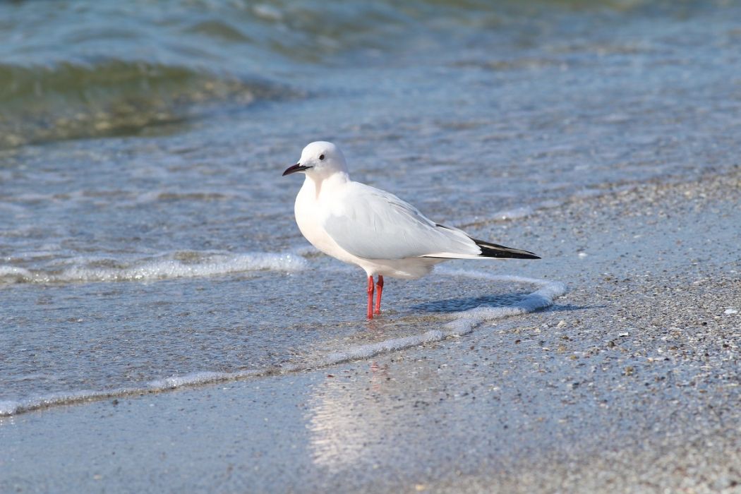 Slender-billed Gull
