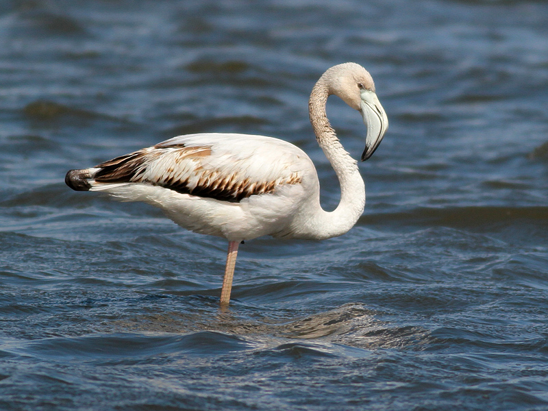 Greater Flamingo