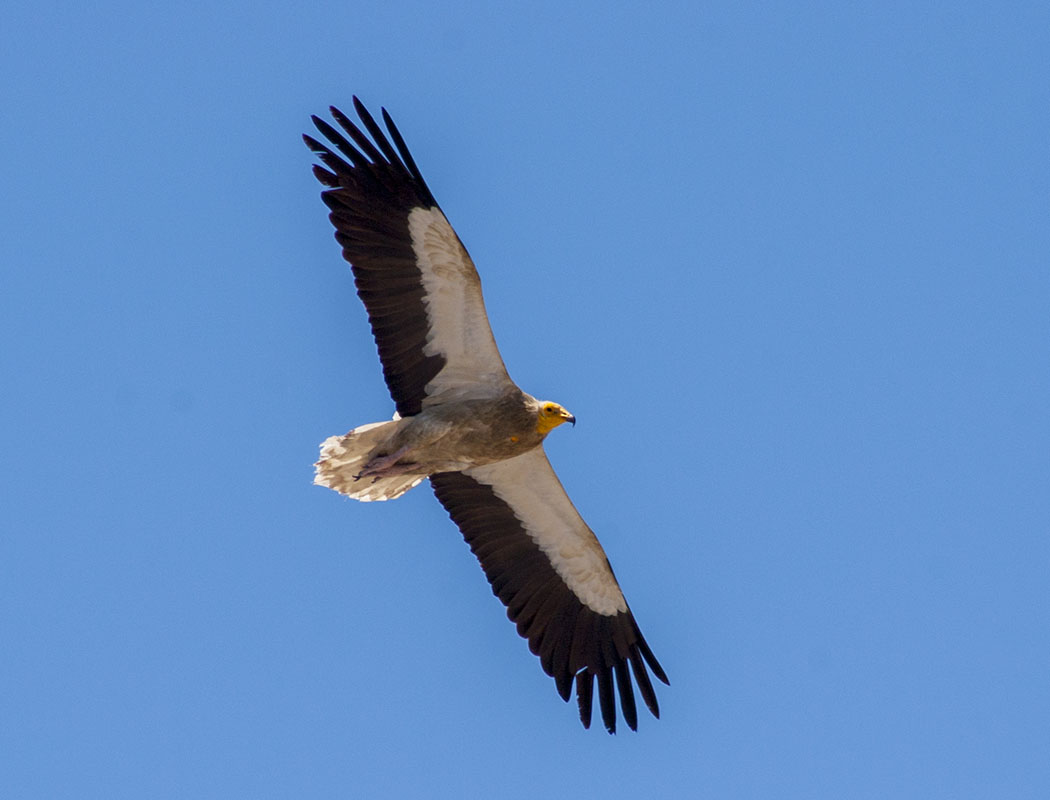 Egyptian Vulture