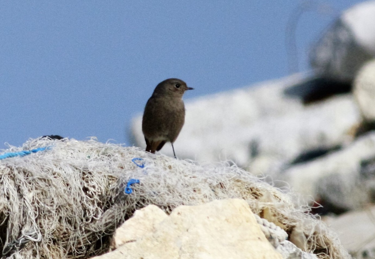 Black Redstart
