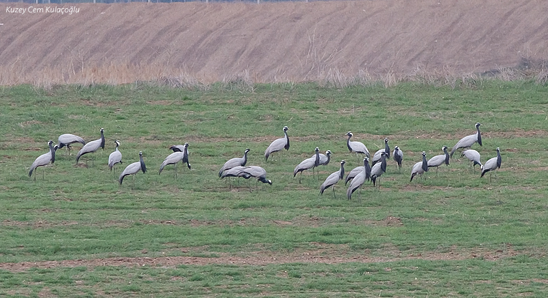 Demoiselle Crane