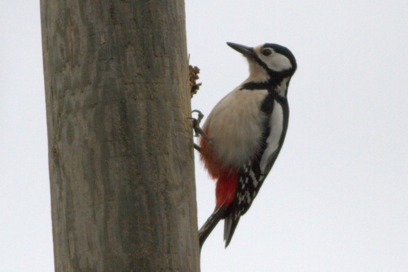 Great Spotted Woodpecker