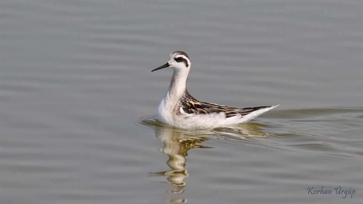Red-necked Phalarope
