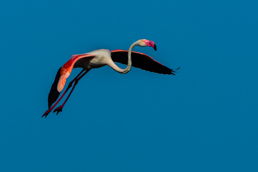 Greater Flamingo