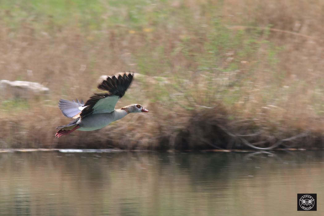 Egyptian Goose