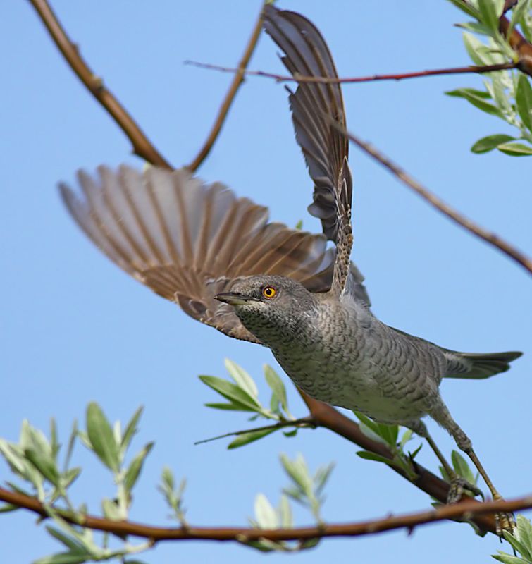 Barred Warbler